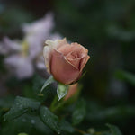 Floribundaros ’Mokarosa’