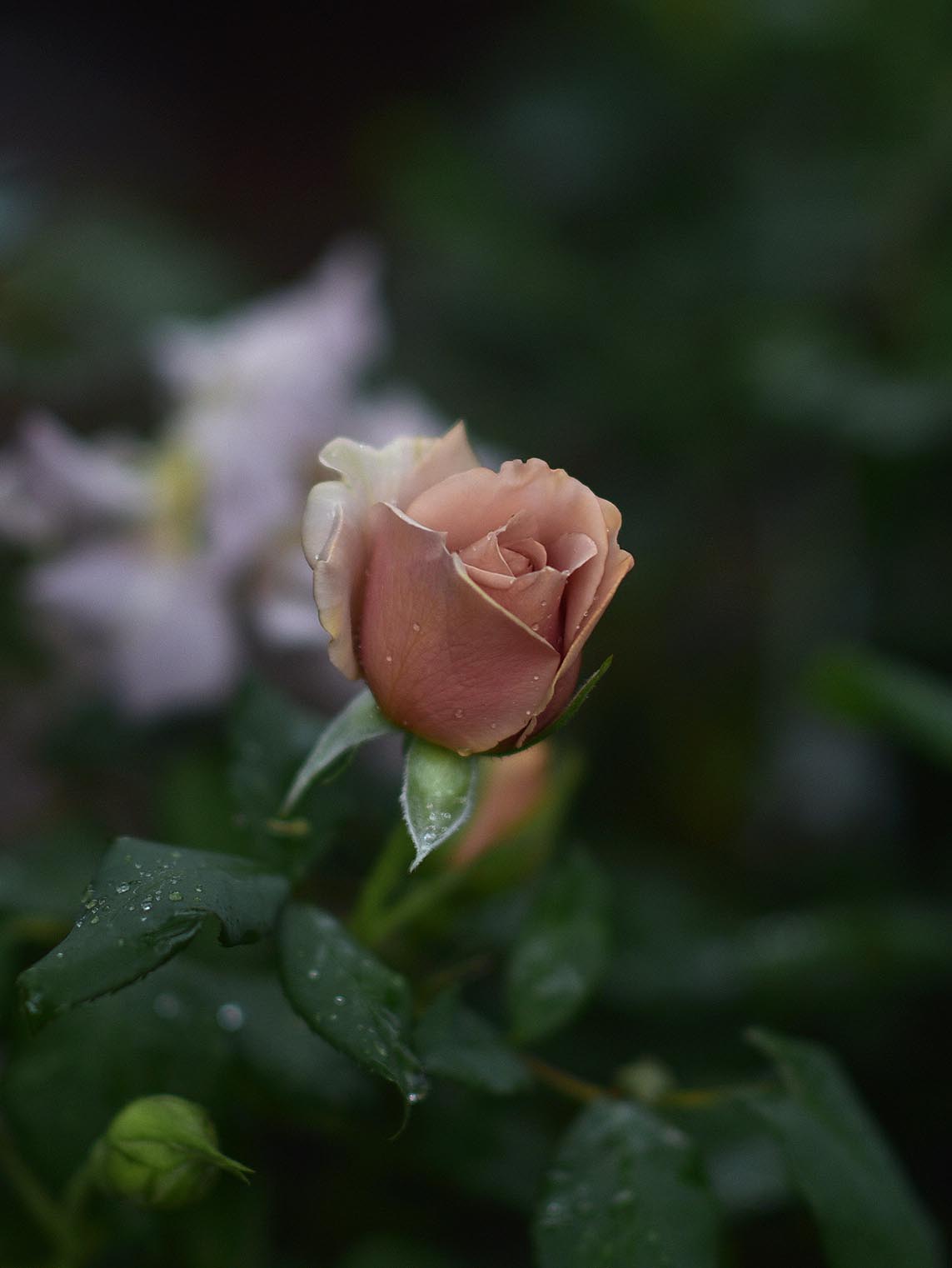 Floribundaros ’Mokarosa’
