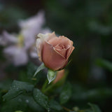 Floribundaros ’Mokarosa’