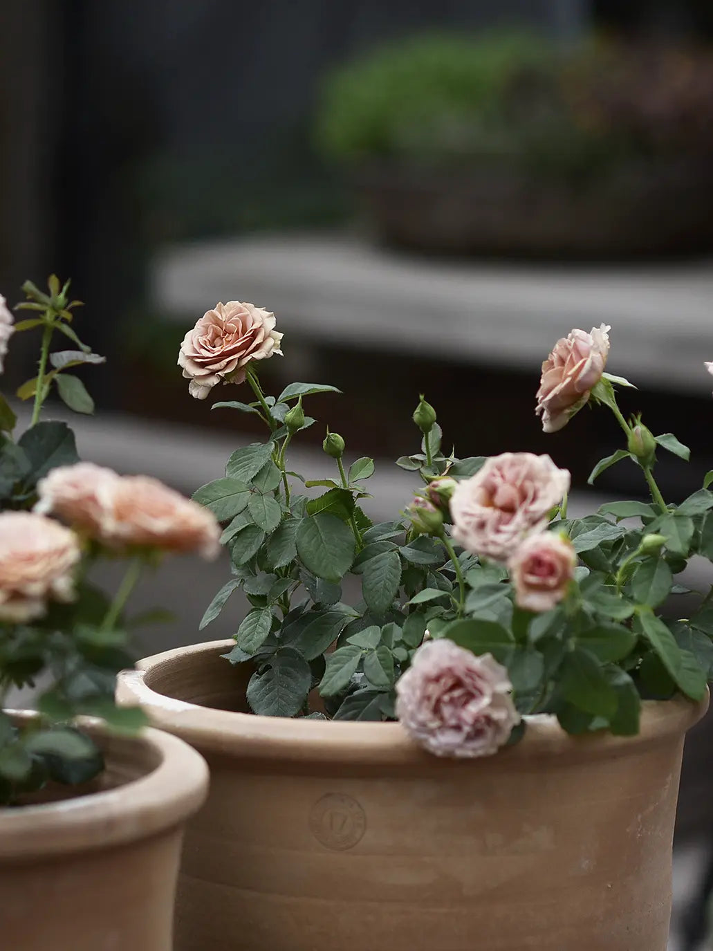 Floribundaros ’Mokarosa’