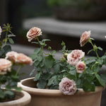 Floribundaros ’Mokarosa’