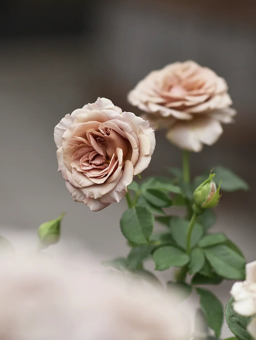 Floribundaros ’Mokarosa’