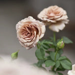 Floribundaros ’Mokarosa’