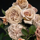 Floribundaros 'Rallye des Gazelles®' barrot