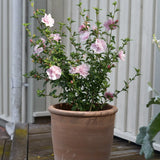 Hibiscus 'Pink Chiffon'