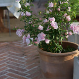 Hibiscus 'Pink Chiffon'