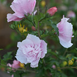 Hibiscus 'Pink Chiffon'