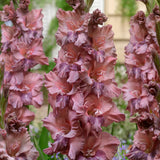 Dvärgsabellilja 'Brunette'