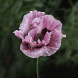 Jättevallmo 'Patty's Plum'