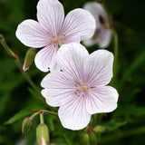 Kashmirnäva 'Kashmir White'
