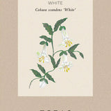 Klockranka 'White'