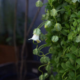 Klockranka 'White'
