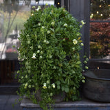 Klockranka 'White'