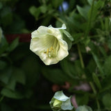 Klockranka 'White'