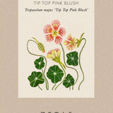 Krasse 'Tip Top Pink Blush'