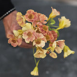 Krasse 'Tip Top Pink Blush'