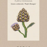 Kronärtskocka 'Purple Romagna'