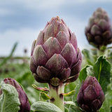 Kronärtskocka 'Purple Romagna'