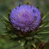 Kronärtskocka 'Purple Romagna'