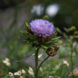 Kronärtskocka 'Purple Romagna'