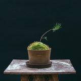 Kruka 'Gro' Liten Ø17,5 cm Ash Brown