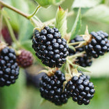 Krukbjörnbär 'Baby Cakes'