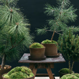 Kruka 'Gro' Stor Ø25 cm Ash Brown