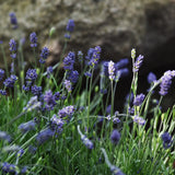 Lavendel 'Essence Purple', Stort exemplar