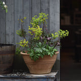 Mandeltörel 'Miners Merlot'