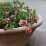 Småpetunia (Million Bells) 'Apricot'