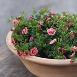 Småpetunia (Million Bells) 'Apricot'