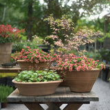 Småpetunia (Million Bells) 'Apricot'