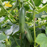 Minigurka 'Passandra' F1
