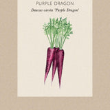 Morot 'Purple Dragon'