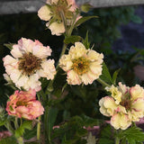 Nejlikrot 'Pretticoats Peach'