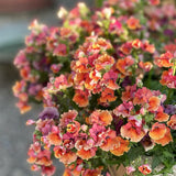 Nemesia 'Tropical'