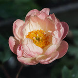 Pion 'Abalone Pearl'
