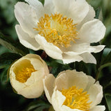 Pion 'Claire de Lune'