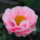 Pion 'Salmon Chiffon'