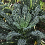 Palmkål 'Nero di Toscana'