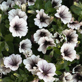 Petunia (Surfiniaserien) 'Tiramisu'