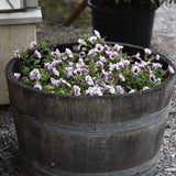 Petunia (Surfiniaserien) 'Tiramisu'