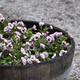 Petunia (Surfiniaserien) 'Tiramisu'