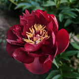 Pion 'Buckeye Belle'