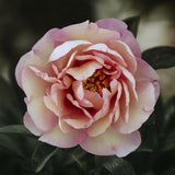 Pion (Itoh) 'Magical Mystery Tour'