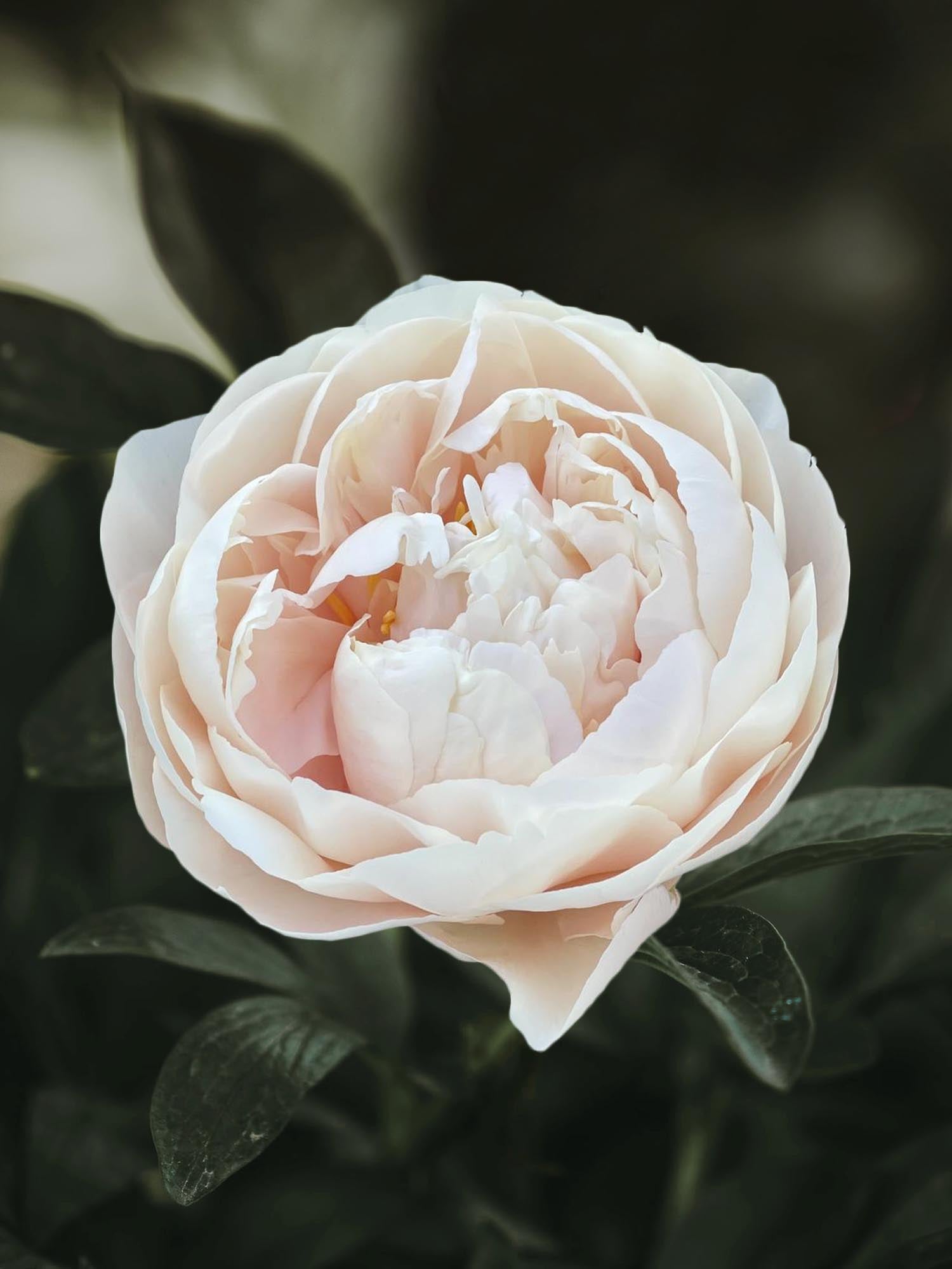 Pion 'Pastelegance' (Pastel Elegance) - Barrotade pioner | Zetas Trädgård