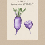Rädisa/Daikon 'KN BRAVO F1'
