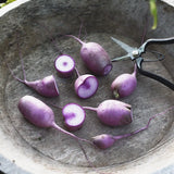 Rädisa/Daikon 'KN BRAVO F1'