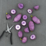 Rädisa/Daikon 'KN BRAVO F1'
