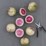 Rädisa/Daikon 'Red Meat'